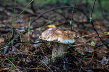 mushrooms in forest