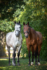 Obraz na płótnie Canvas two beautiful horses standing together