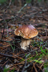 mushrooms in forest