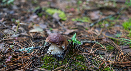 mushrooms in forest