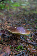 mushrooms in forest