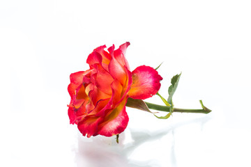 two-tone red-yellow rose close-up isolated on a white