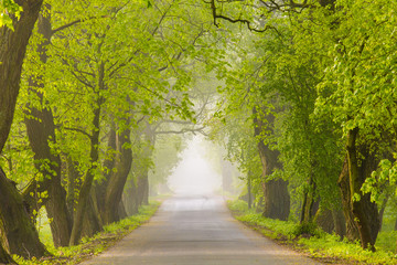 Cold foggy morning in green alley. Humidity concept. Clean environment