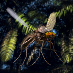 Close-up on a big mosquito in the jungle