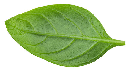 Fototapeta na wymiar basil leaves isolated on white background with clipping path