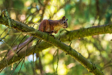 Fototapeta premium The squirrel squirrel sits on a tree branch. Photographed close-up with a blurred background.