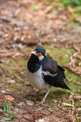 Asian Pied Starling