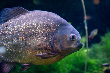 Red Bellied Piranha close up dangerous fish swimming in water.
