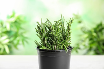 Pot with aromatic rosemary against blurred green background