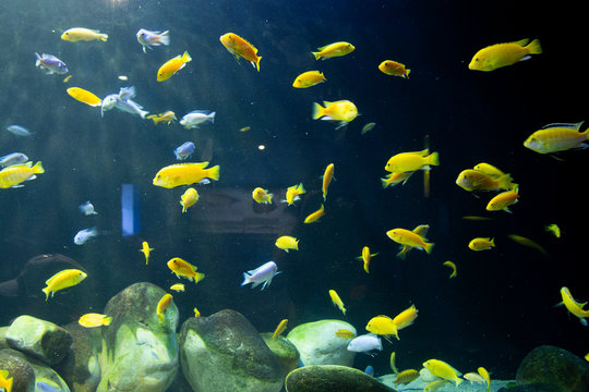 Aquarium cihlide. Yellow decorative fish swimming.