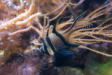 Close up angelfish in an aquarium, fresh water fish swimming.