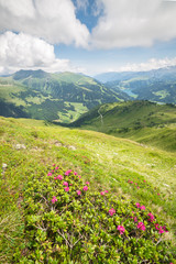 Fototapeta na wymiar Green meadow in the Alps with pink flowered Alpenrose in the foreground. Lake with mountains in the background.