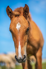 Close-up portrait of a village foal with a blurred background.