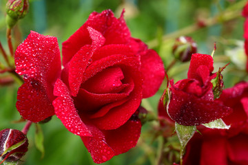 Beautiful blooming roses in green garden, closeup view