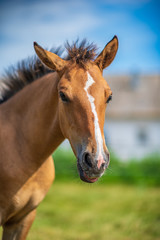 Obraz na płótnie Canvas Close-up portrait of a village foal with a blurred background.
