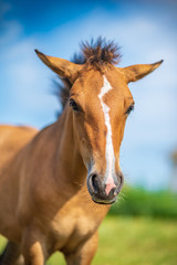 Naklejka premium Close-up portrait of a village foal with a blurred background.