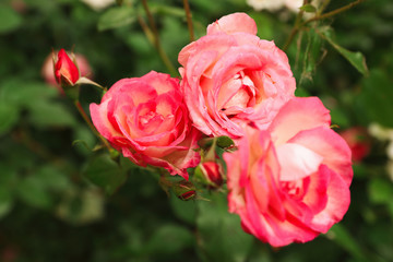 Beautiful blooming roses in garden on summer day