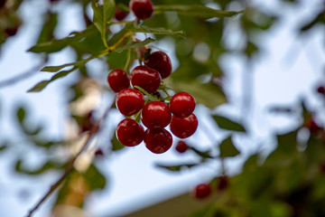 Close-up of a large branch with ripe red cherries in the garden against a blue sky. Sunny summer day.