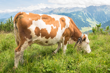 Fototapeta na wymiar Grazing cow on a pasture in the Alps