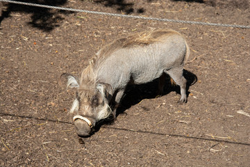 Wild hog or pig kneeling to eat. Pig at the zoo.