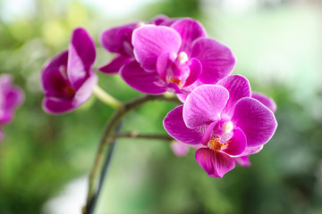 Beautiful blooming orchid on blurred background, closeup view