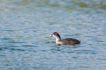 Ducks eat bread on the lake. Photographed close-up.