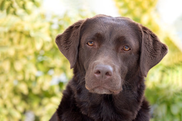 Portrait of a black Golden Retriever dog