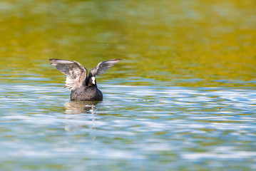 A duck in a pond flaps its wings as it takes off.
