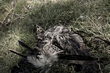 The dried body of the bird with an open skeleton, in nature with juicy - green grass color and grey background.