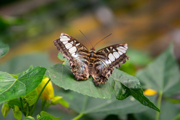 Tropical butterfly on green leaf. Black and white butterfly close up in garden. Summer backgrond.