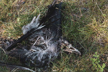 The dried body of the bird with an open skeleton, in nature with juicy - green grass color and grey background.
