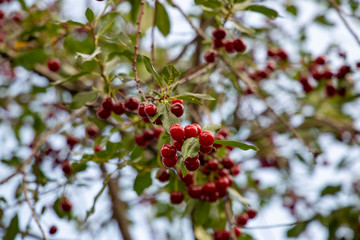 Red cherry branch in the garden