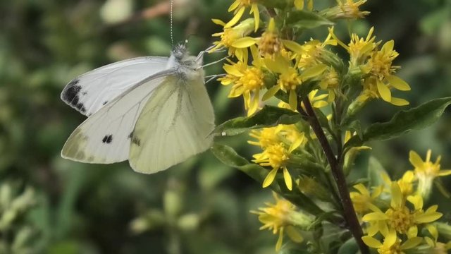 pieris napi, farfalla