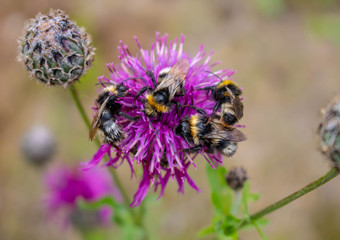 Macro photography of a bumblebee feeding from a red clover flower