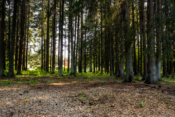 Beautiful and spacious forest, calm and quiet; Summer sun cutting rays through green tree crowns