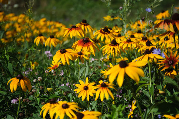 yellow flowers in garden
