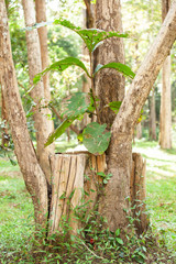 Strong teak growth up within dead teak tree stump.