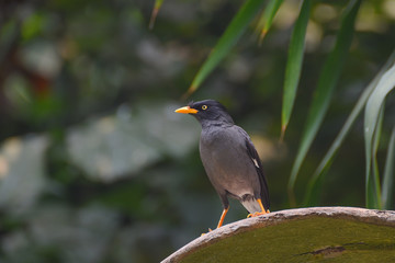 Acridotheres javanicus