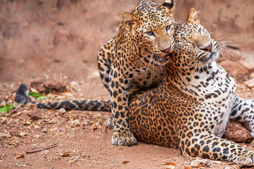 Two leopard grooming on dirt ground.