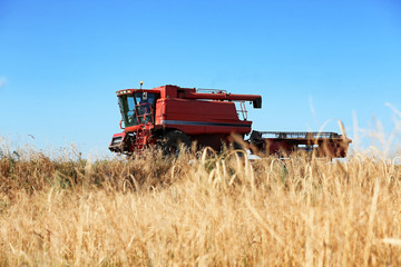 Modern combine harvester in wheat field. Cereal grain crop
