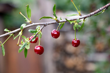 Red cherry branch in the garden
