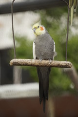 Vögel in einer Voliere 