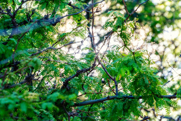 Abstract photography of leaves in Hawaii