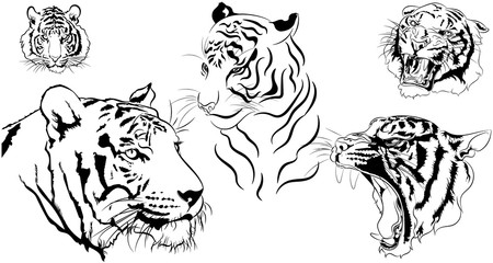 Linear illustration of the emotions of the tiger