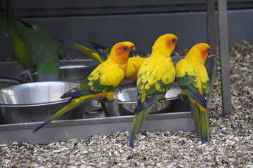 Vögel in einer Voliere 