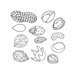 Sketch nuts vector collection. Hand drawn outline nuts set.