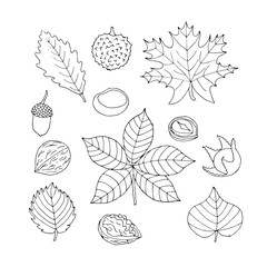 Autumn sketch collection of the leaves and nuts. Hand drawn natural forest set.