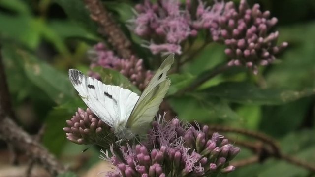 pieris napi, farfalla