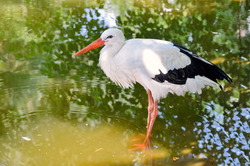 White Stork Portrait Standing in Pond