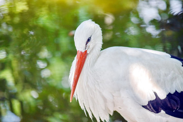 White Stork Ciconia Ciconia Closeup Portrait in Pond